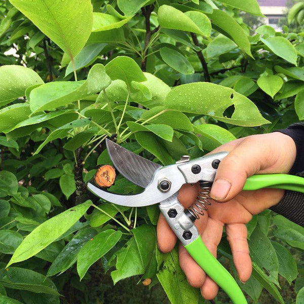 Fruit Tree Pruning Shears